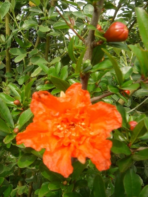 Punica granatum P19